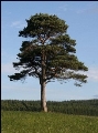 http://history-of-world.ru/wp-content/uploads/2017/02/pinus-sylvestris-05.jpg